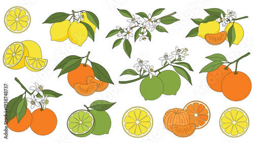 Extensive collection of vibrant citrus fruits, including lemons, oranges, and limes, beautifully depicted with fresh leaves, delicate blossoms, and cross-sections.