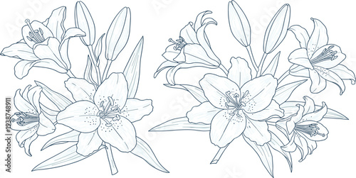 Hand Drawn Lily Flower Botanical Illustration Set with Blooming Lilies, Buds and Leaves Elegant Floral Line Art for Wedding, Decoration and Nature Design