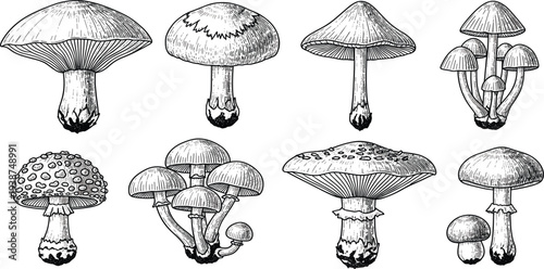 Hand Drawn Mushroom Illustration Set with Various Wild Forest Fungi Species Vintage Engraving Style Botanical Collection for Nature, Mycology, and Herbal Design