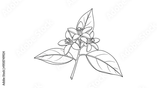Delicate line art illustration of fragrant orange blossoms, clustered gracefully with fresh green leaves, perfect for citrus and botanical themes.