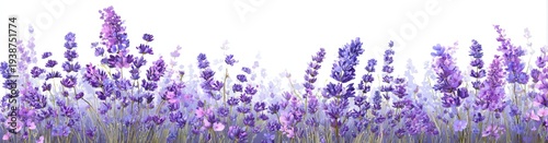 Watercolor depiction of lavender flowers, vibrant purple and green on white background