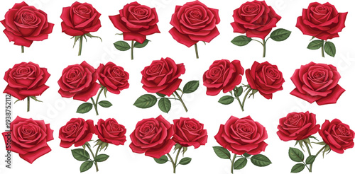 Realistic Red Rose Flower Collection with Blooming Roses, Buds, and Leaves Isolated for Romantic Design, Wedding Decoration, Valentine Greeting, and Floral Vector Illustrations