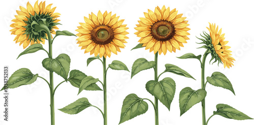 Realistic Sunflower Botanical Illustration Set with Blooming Yellow Sunflowers, Green Leaves, and Stems Isolated for Floral Design and Nature Vector Collection
