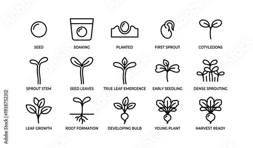 Stages of plant growth illustrated: seed to harvest