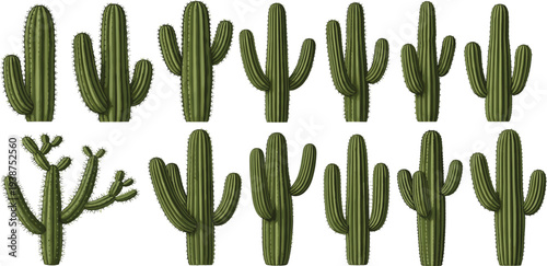 Saguaro Cactus Illustration Collection Featuring Various Desert Cactus Shapes with Arms Detailed Green Succulent Plants Set for Nature, Desert Landscape, and Botanical Designs