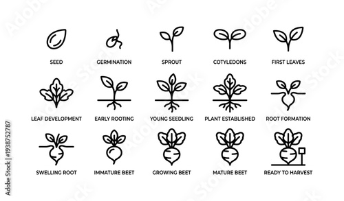 Stages of beet growth: from seed to harvest