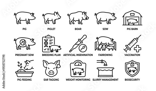Pig farming process: pig, piglet, boar, sow, breeding, vaccination, management