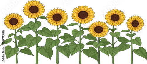Sunflower Plant Row Vector Illustration with Blooming Yellow Sunflowers, Green Leaves and Stems Isolated Botanical Summer Garden Flower Collection