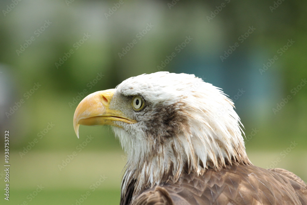 Fototapeta premium Sharp profile portrait of a Bald Eagle on a blurred green background.