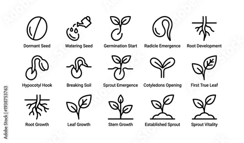 Plant growth stages: from dormant seed to sprout vitality