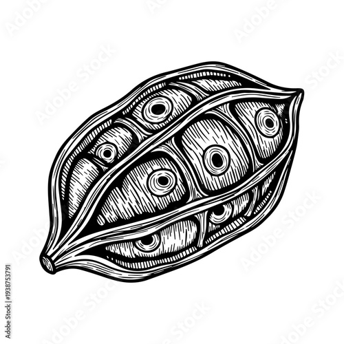 Detailed black and white illustration of an open seed pod revealing multiple seeds from a close-up viewpoint