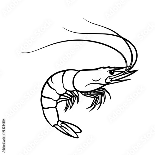 Detailed illustration of a shrimp viewed from the side showcasing its anatomy and features in a simple line drawing style