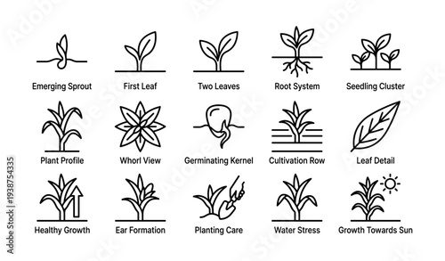Line art icons of seedling stages and plant growth process