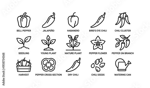 Illustrated pepper growth stages and accessories
