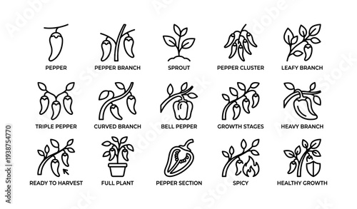 Collection of pepper plant line art illustrations with growth stages and varieties