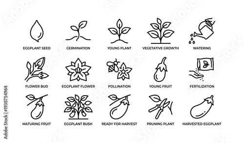 Eggplant growth stages: seed to harvest icons