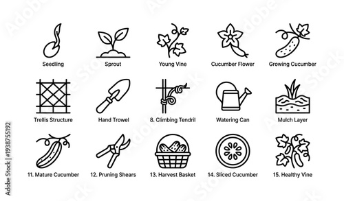 Garden tools and stages of cucumber growth illustration