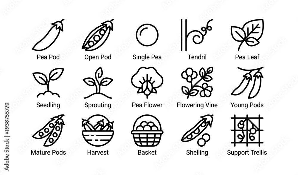 Fototapeta premium Gardening icons of peas and vines in simple line art style