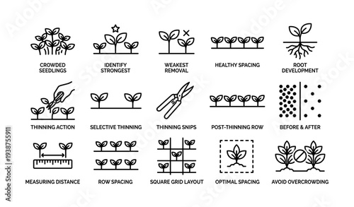 Seedling spacing and thinning guide with line icons for healthy plant growth