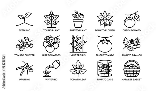 Tomato gardening icons: seedling, cluster, trellis, ripe, harvest basket