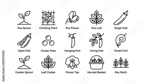 Line art icons of pea plant growth stages and parts