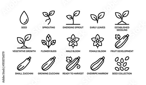 Illustrated growth stages of zucchini plant: seed to seed collection