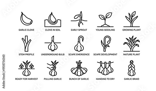 Garlic growth stages: clove to braid infographic with icons