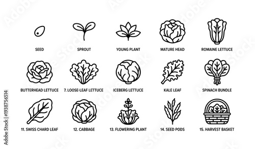 Garden vegetable icons: seed to harvest basket with lettuces and greens