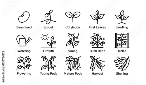 Stages of bean plant growth: seed, sprout, leaves, and harvest icons