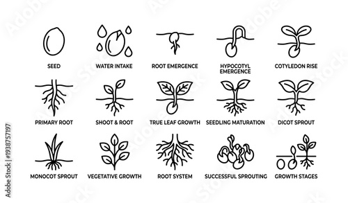 16 stages of plant growth from seed to sprout with illustrations