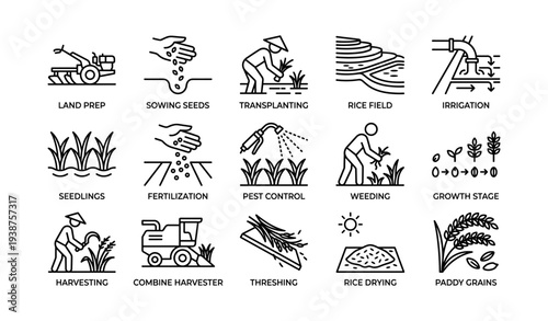 Rice cultivation process illustrated: from sowing to harvesting in bold line art