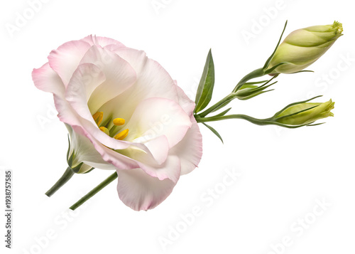 beautiful white lisianthus  isolated on transparent background