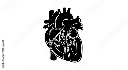 Anatomical human heart illustration showcasing circulatory system vital organ structure for