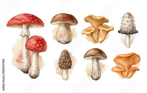Collection of diverse mushrooms painted in watercolor on transparent background