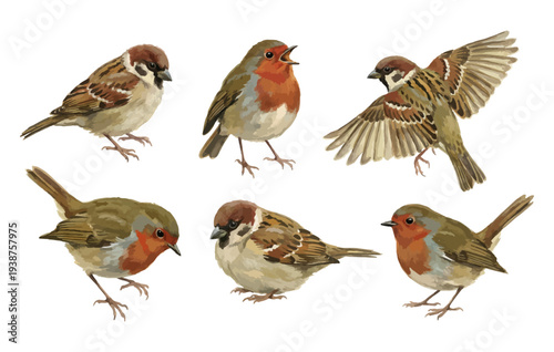 Set of sparrows and robins in different poses isolated on transparent