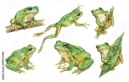 Watercolor green tree frog collection set on transparent background