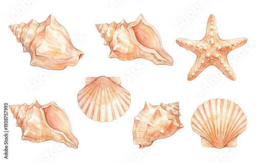 Set of realistic seashells and starfish painted in watercolor isolated