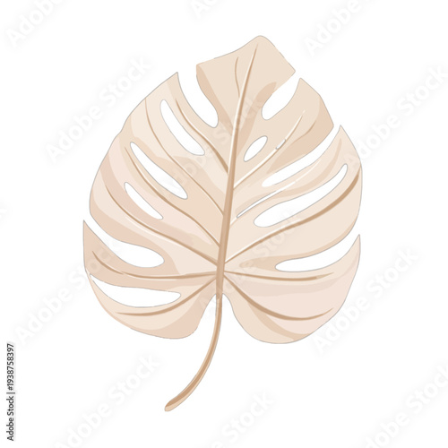 Watercolor illustration of a dried Monstera deliciosa leaf, beige tropical palm frond, boho botanical clipart isolated on white background
