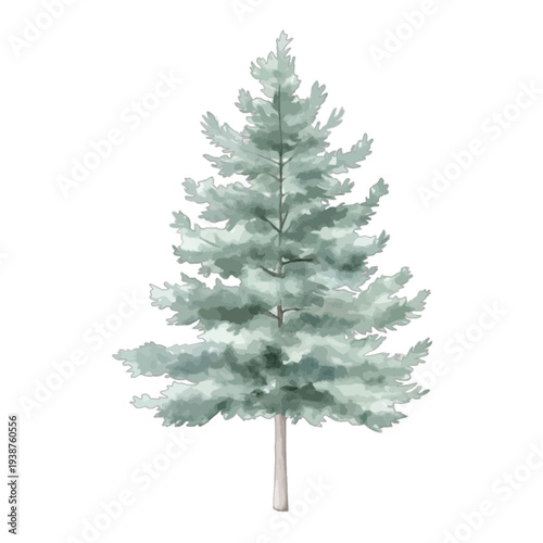 Spruce Tree Watercolor Vector Illustration – Hand Painted Evergreen Pine Fir Tree Isolated on White Background for Christmas and Winter Nature Decor