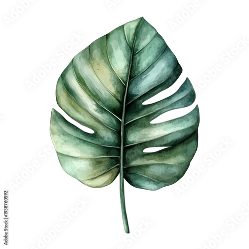 Tropical Monstera Deliciosa Leaf Watercolor Vector – Hand Painted Green Swiss Cheese Plant Foliage Isolated on White Background for Botanical Wall Art
