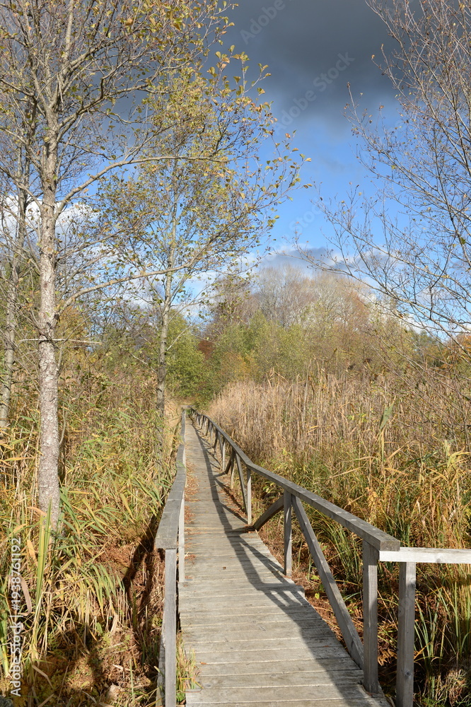 Fototapeta premium Ecological trail on the shore of Lake Protochnoye in the Vishtynetsky Regional Nature Park. Kaliningrad region