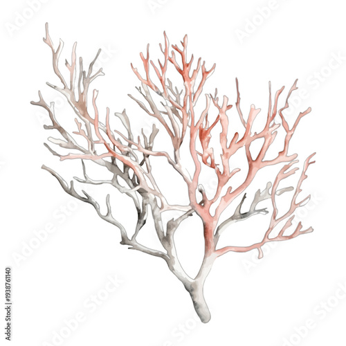 Red Coral Branch Watercolor Vector Illustration Isolated on White Background for Marine Coastal Decor