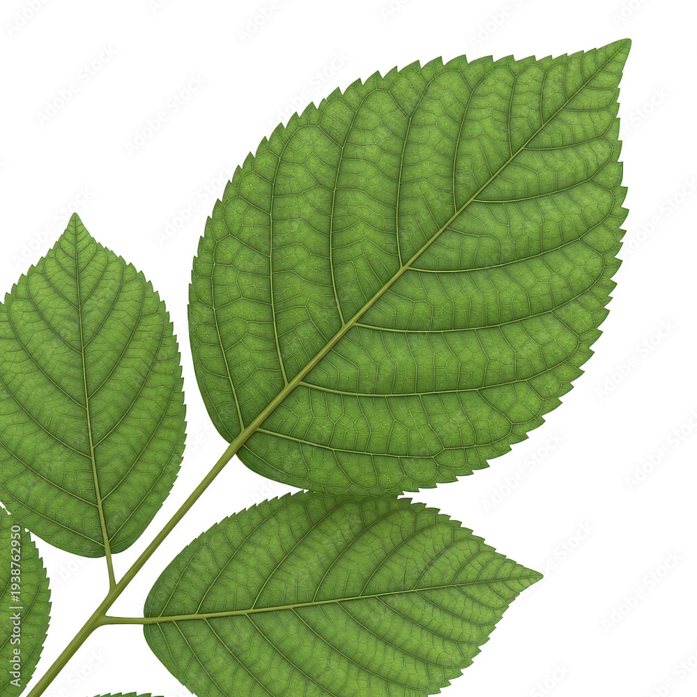 Obraz premium Green botanical leaves branch isolated on white
