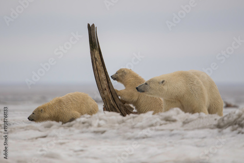 Slika na platnu Polar Bear family playing amongst whale bones, (Ursus maritimus) taken in Kaktovik is a city in North Slope Borough, Alaska, United States