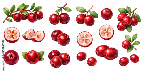 A charming watercolor collection of red cranberries with branches and cut berry pieces for botanical fruit illustrations and kitchen design.