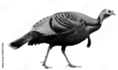 Monochrome Turkey in Motion: A solitary turkey struts purposefully across a stark, minimalist expanse, its form captured in elegant black and white.