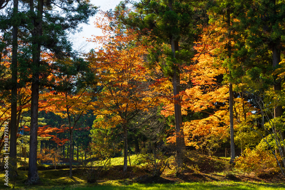 Obraz premium 日本の風景・秋 岩手県平泉町 紅葉の世界遺産毛越寺