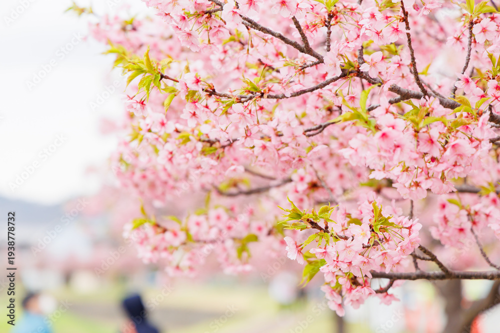 Obraz premium 小野市 大島川桜回廊（兵庫県）
