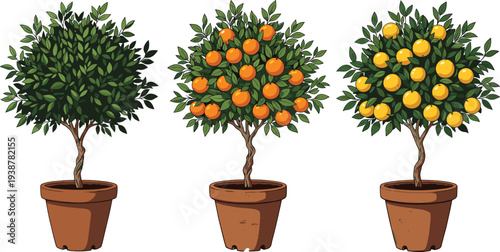 Potted citrus trees with oranges and lemons, realistic fruit plant vector illustration set isolated on white background for gardening, agriculture, and home decor design
