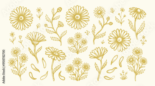 A collection of hand-drawn illustrations of various daisy-like flowers and petals in a golden yellow hue on a cream background.